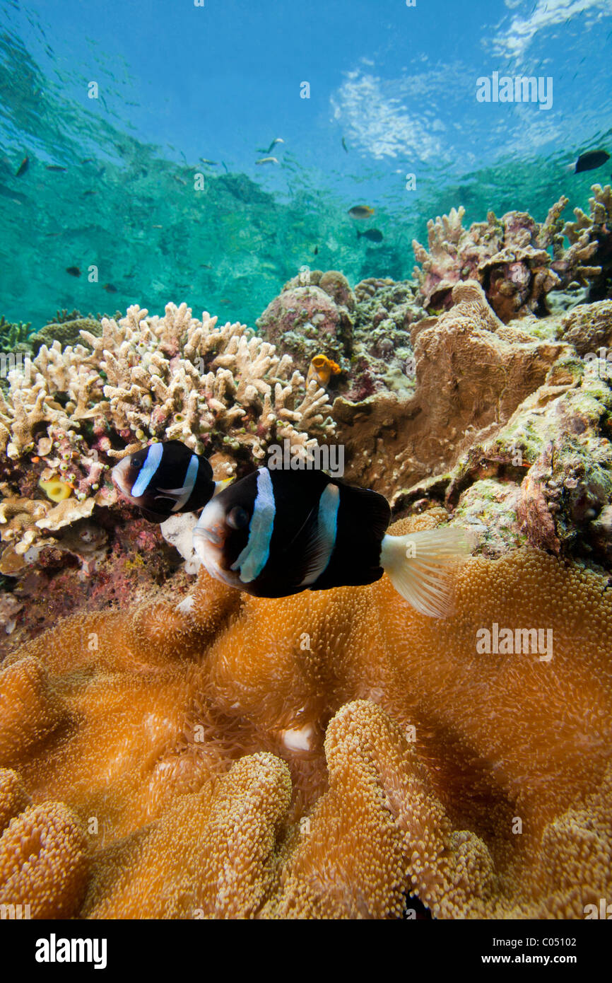 Clark (Anemonefish Amphiprion clarkii) difendere la loro anemone su un tropical Coral reef Foto Stock