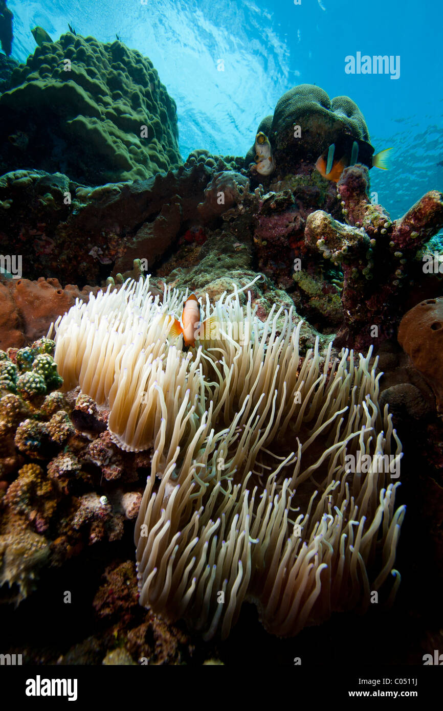 Clark (Anemonefish Amphiprion clarkii) difendere la loro anemone su un tropical Coral reef Foto Stock