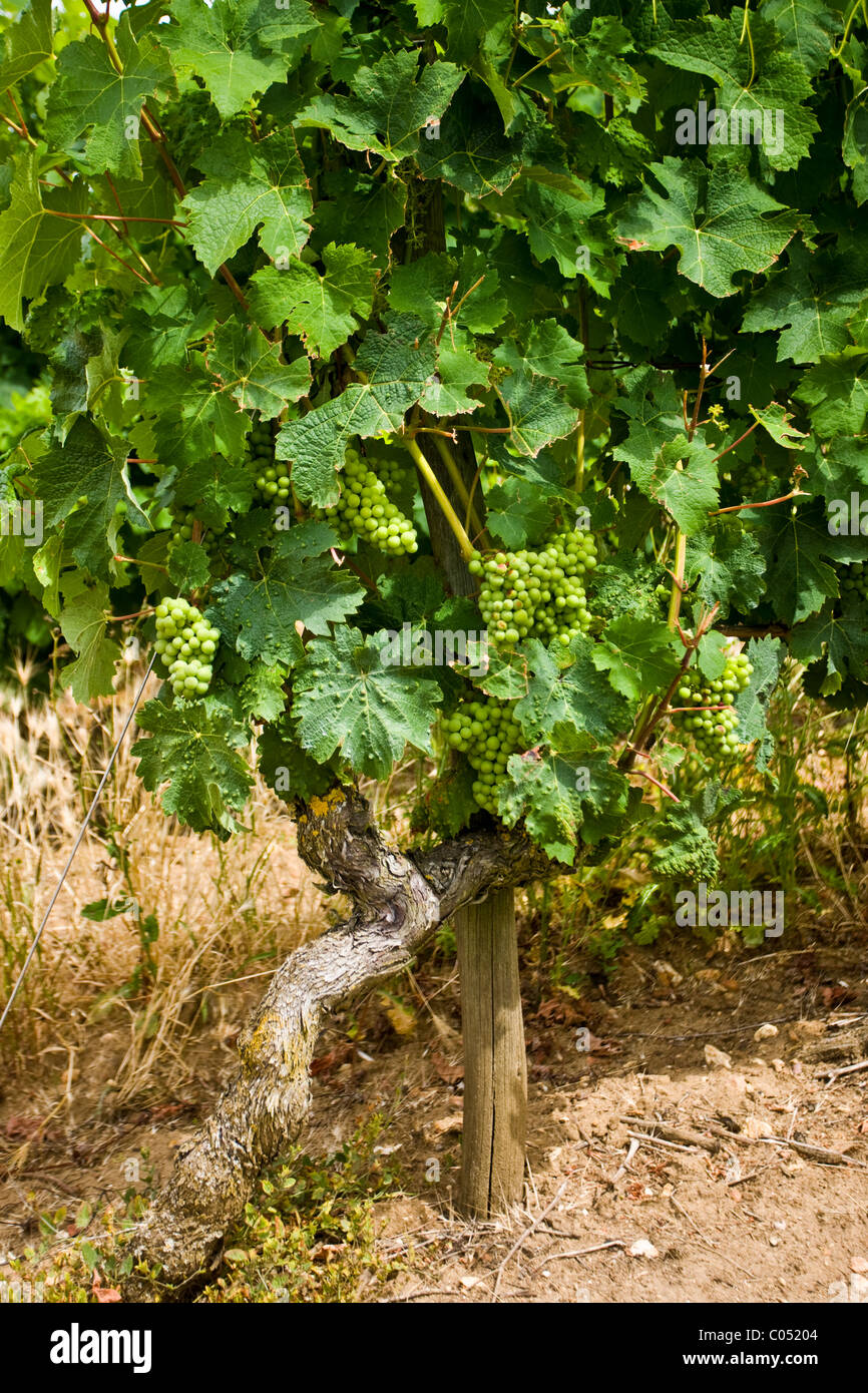 Le uve bianche crescente sui vitigni di Saumur Champigny, Valle della Loira, Francia Foto Stock
