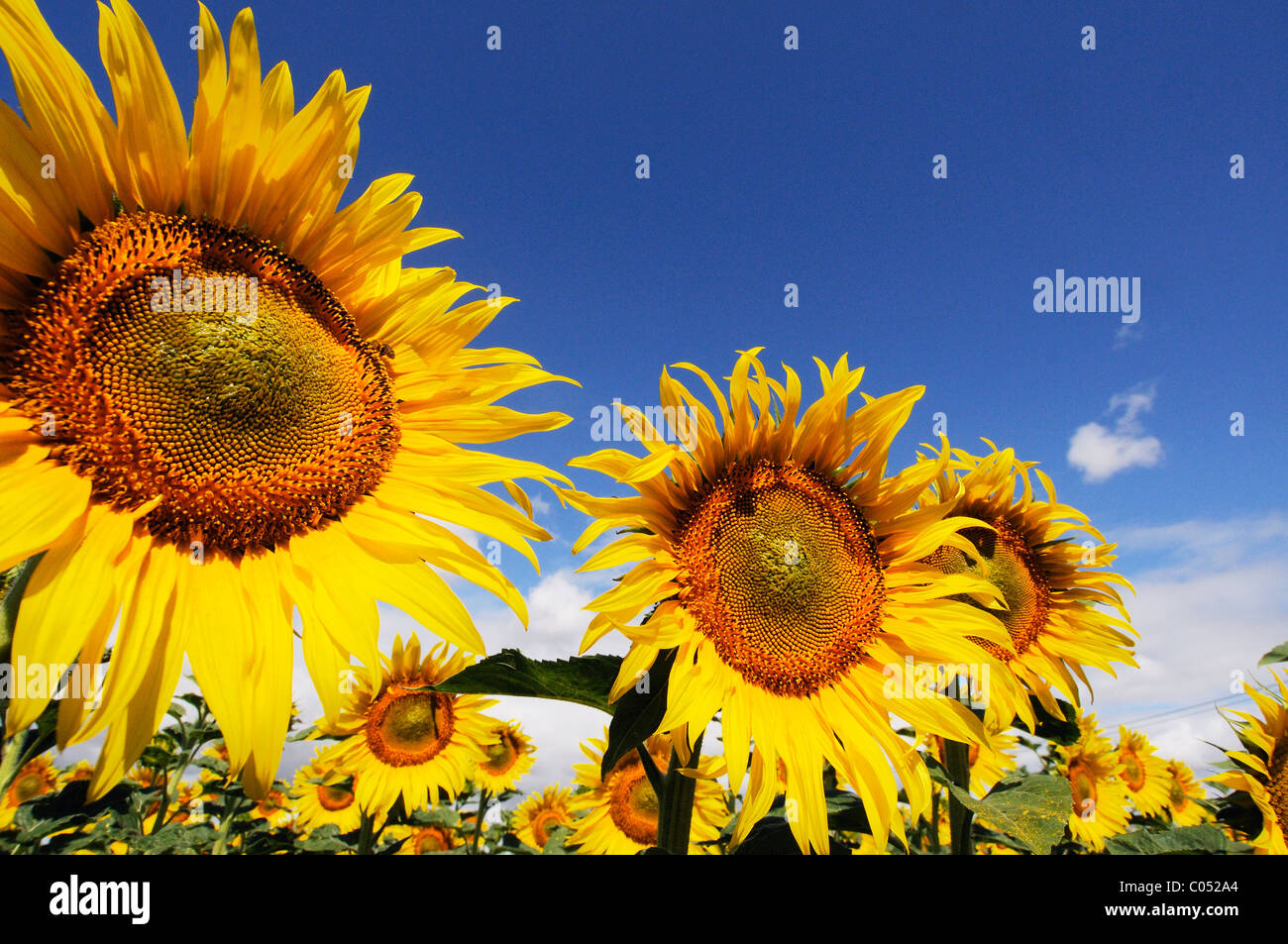 Girasoli contro un cielo blu chiaro Foto Stock