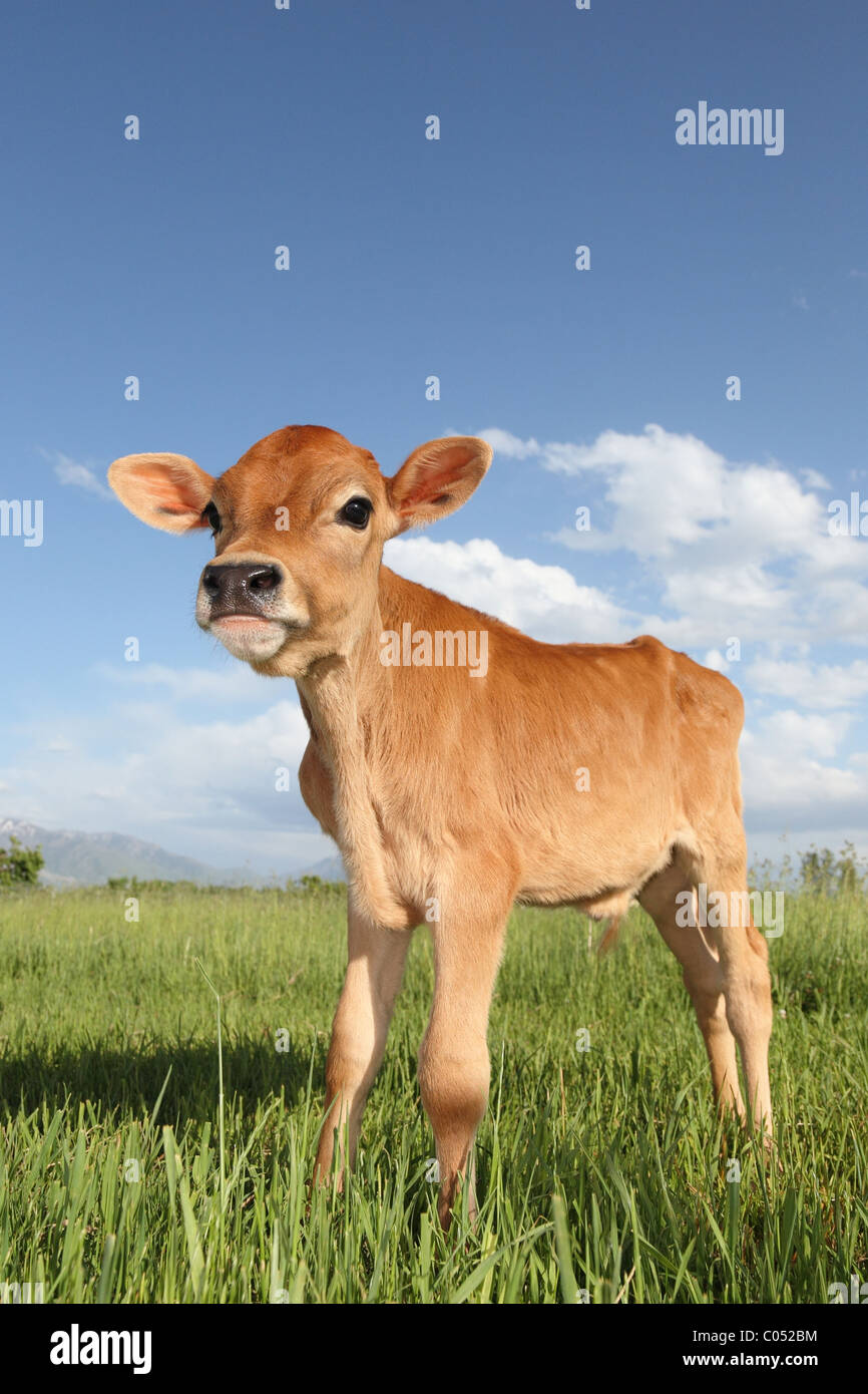 Giovane vacca jersey in piedi nel prato erboso Foto Stock