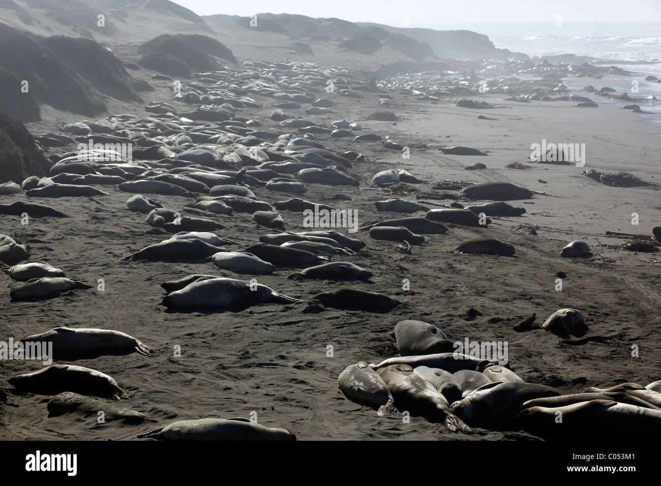 Le guarnizioni di tenuta di elefante raccogliere su una spiaggia della California durante la stagione di accoppiamento. Foto Stock