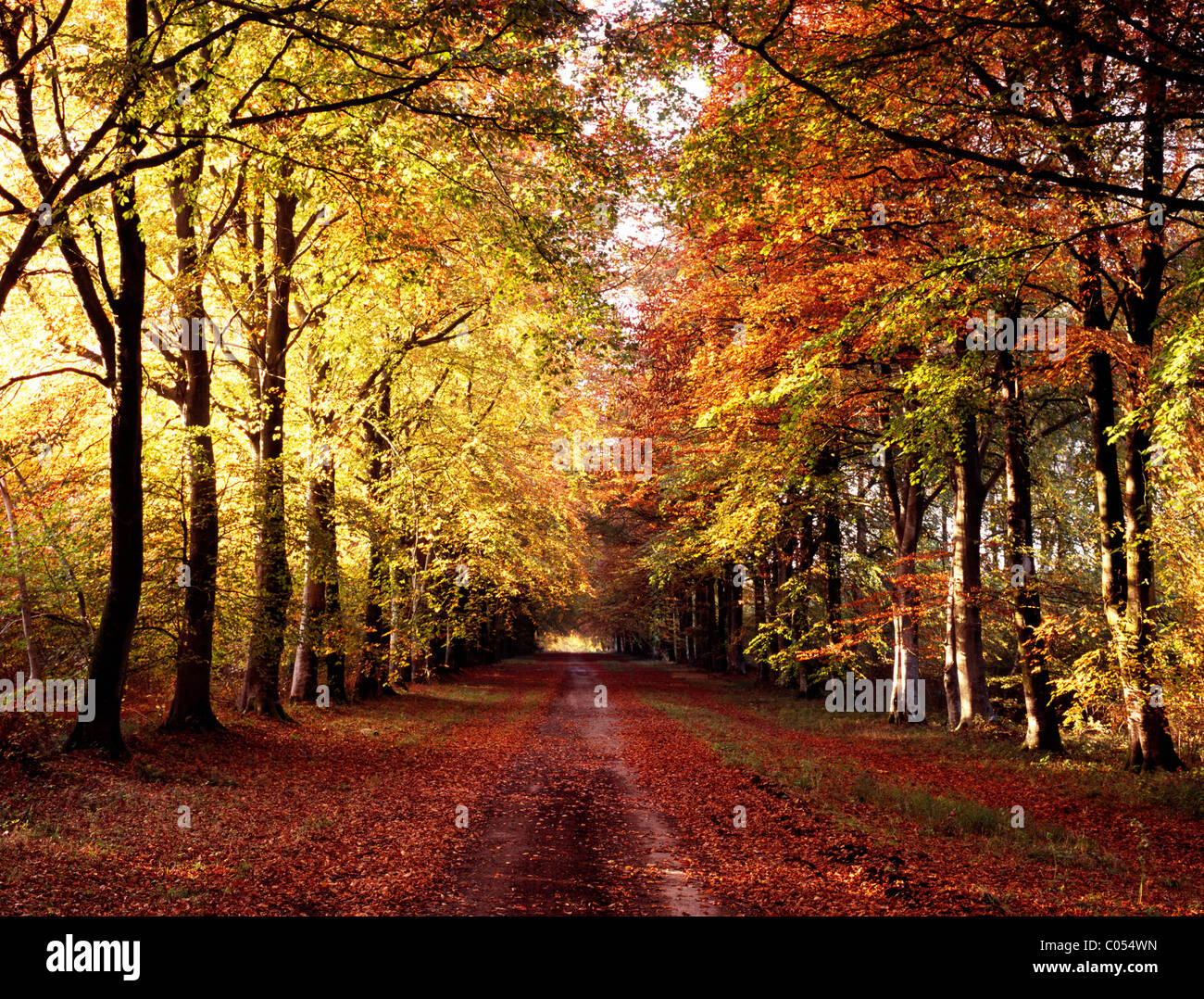 Il lungo viale di faggi noto come prima unità ampio in esecuzione attraverso il legno Grovely nel Wiltshire, Inghilterra. Foto Stock