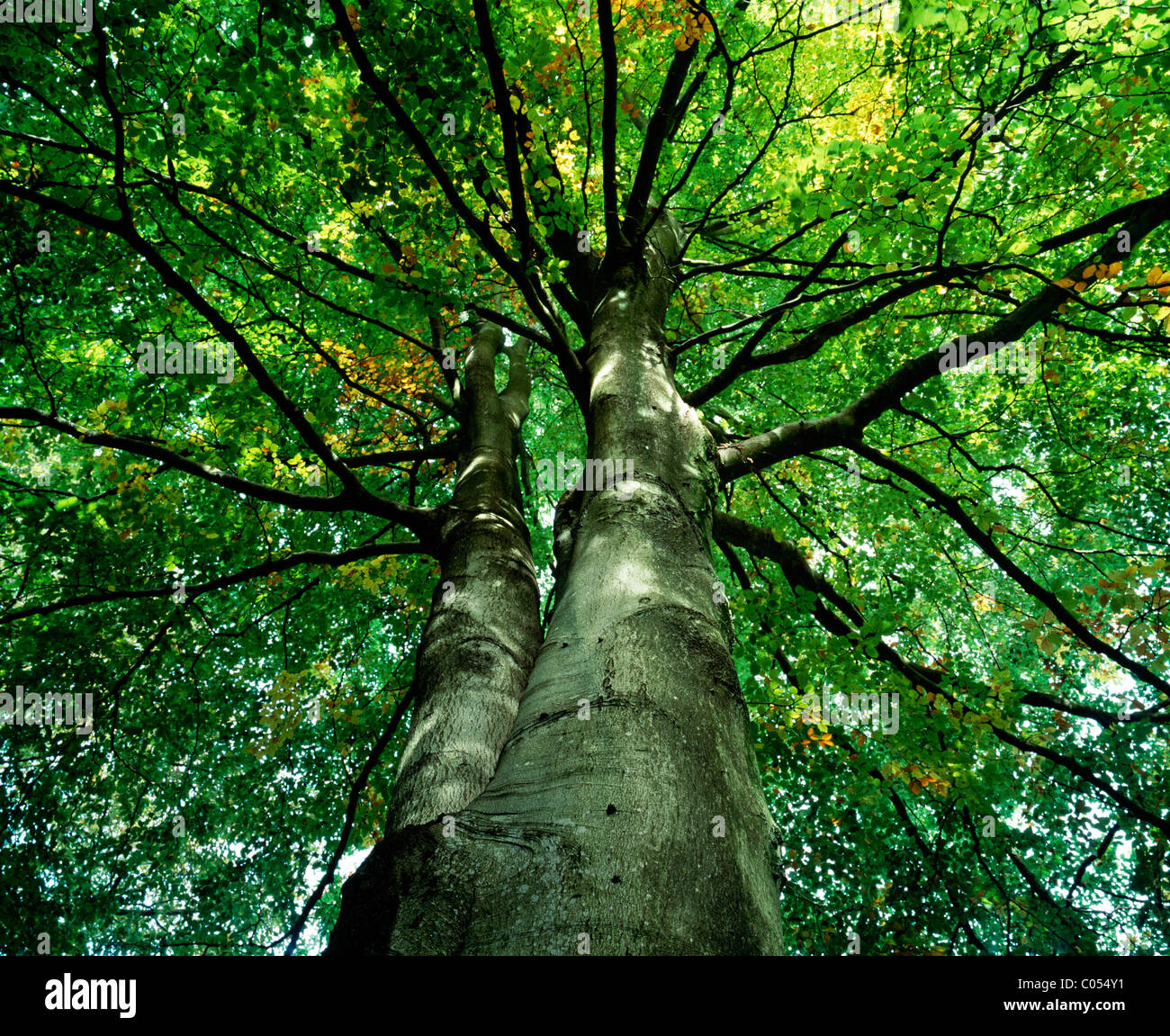 Il tronco e diffondere la tettoia di un bosco di faggi nel bosco nel Wiltshire, Inghilterra. Foto Stock