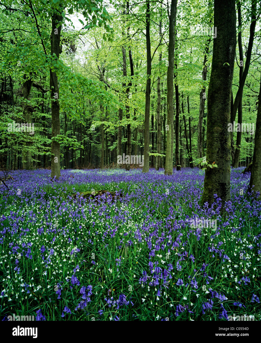 Bluebells (hyacinthoides non scripta) crescente tra maggiore stitchwort (stellaria holostea) in un bosco nel Wiltshire, Regno Unito. Foto Stock