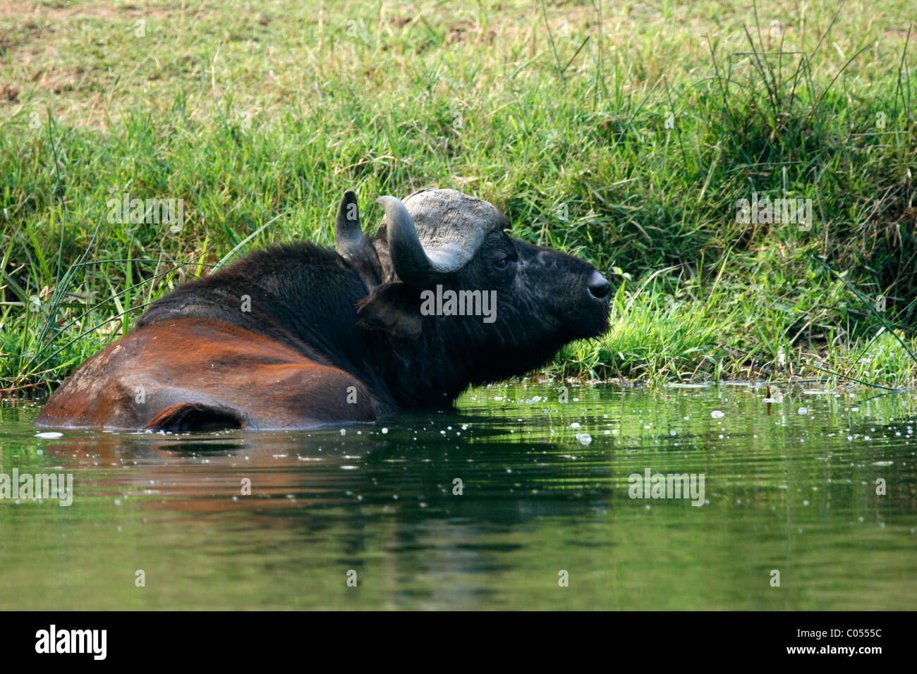 Bufali nel canale Kazinga nel Parco Nazionale Queen Elizabeth, Uganda occidentale Foto Stock