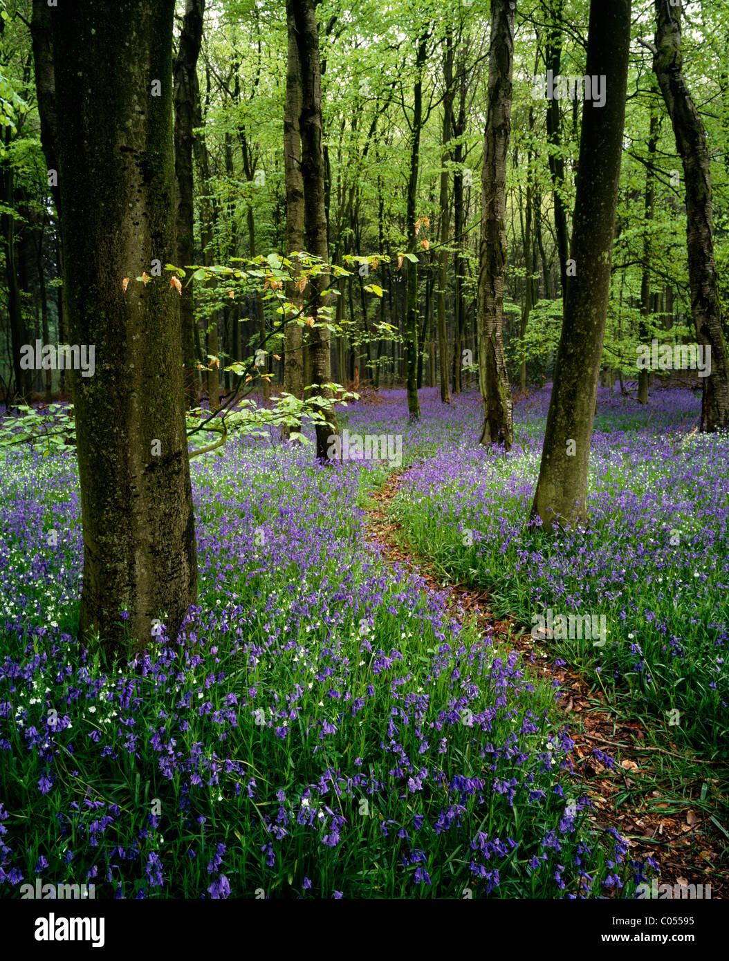Bluebells crescendo tra i faggi in legno Grovely, vicino grande Wishford nel Wiltshire, Inghilterra. Foto Stock
