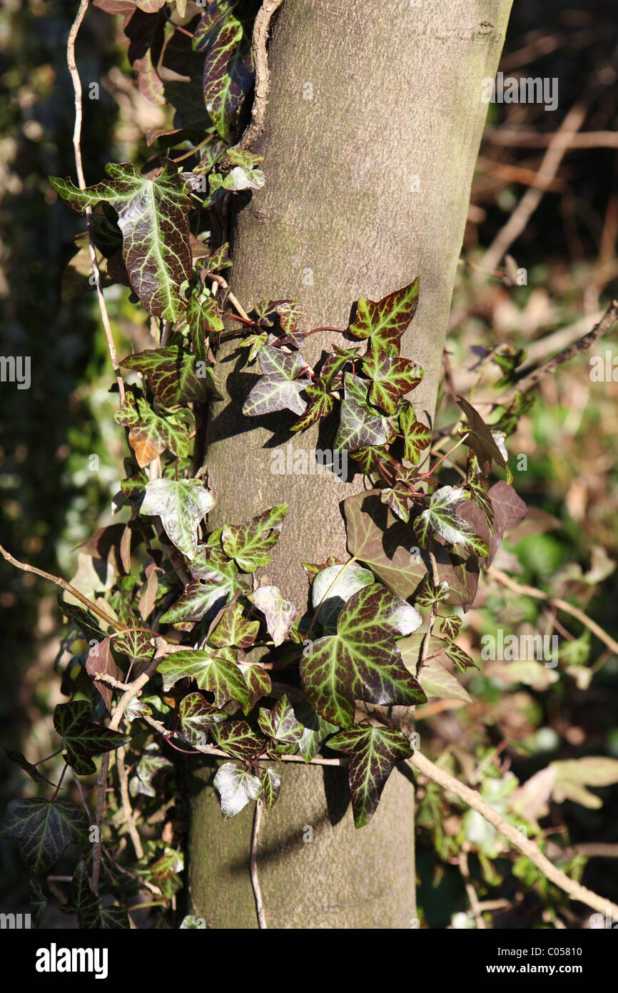 Edera variegata crescente attorno al fusto di un albero, a nord-est dell' Inghilterra Foto Stock
