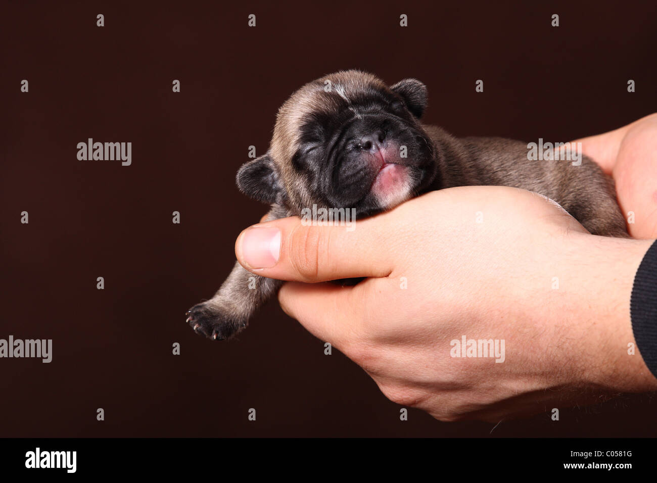 Bulldog francese cucciolo Foto Stock