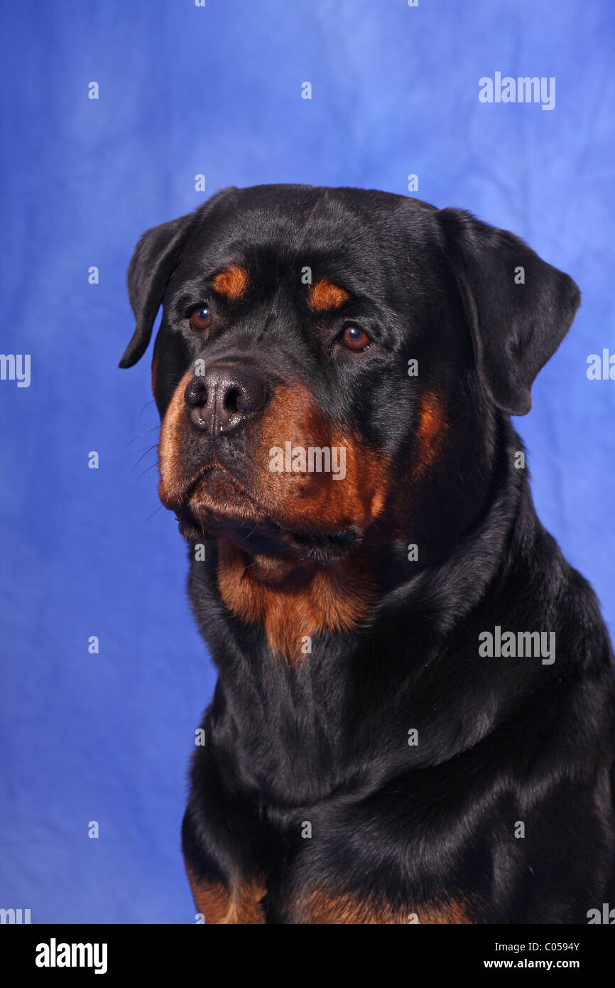 Rottweiler ritratto Foto Stock