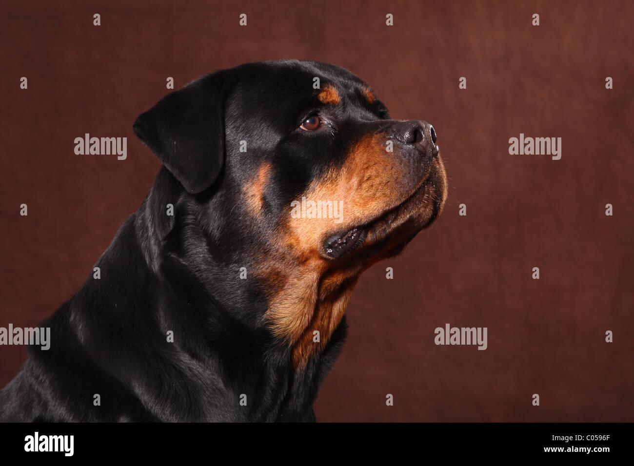 Rottweiler ritratto Foto Stock