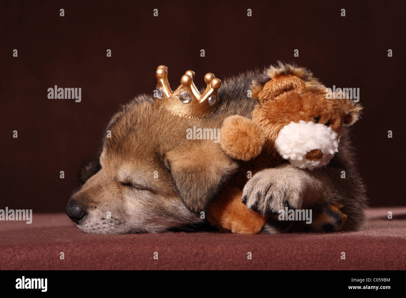 Sleeping Saarloos Wolfdog cucciolo Foto Stock