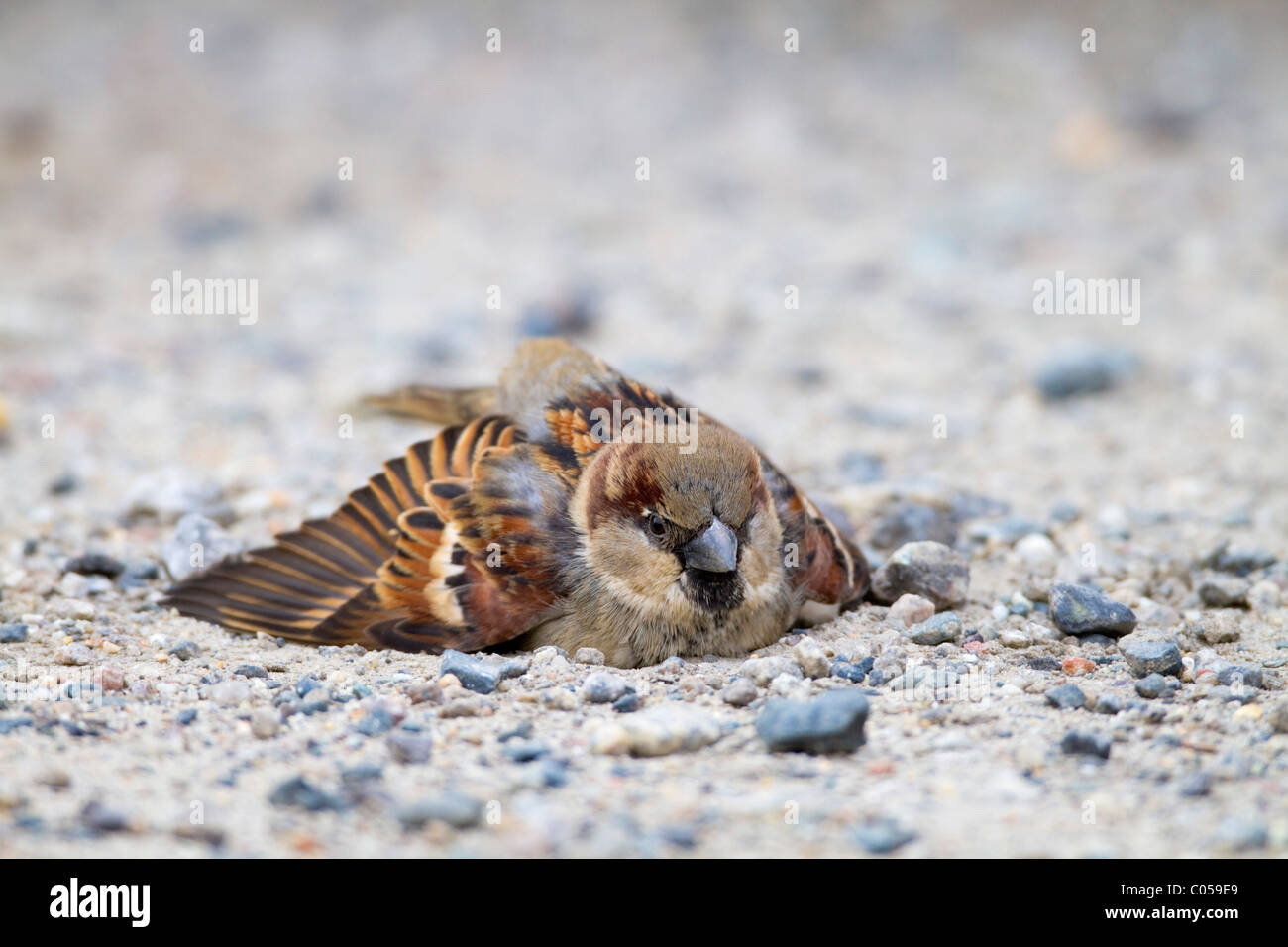 Casa passero; Passer domesticus; maschio; polvere balneazione; Cornovaglia Foto Stock