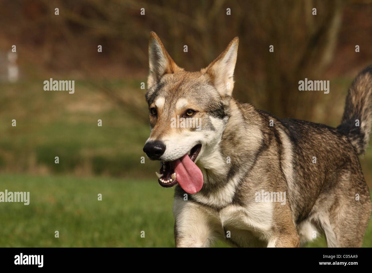 Saarloos Wolfdog Foto Stock