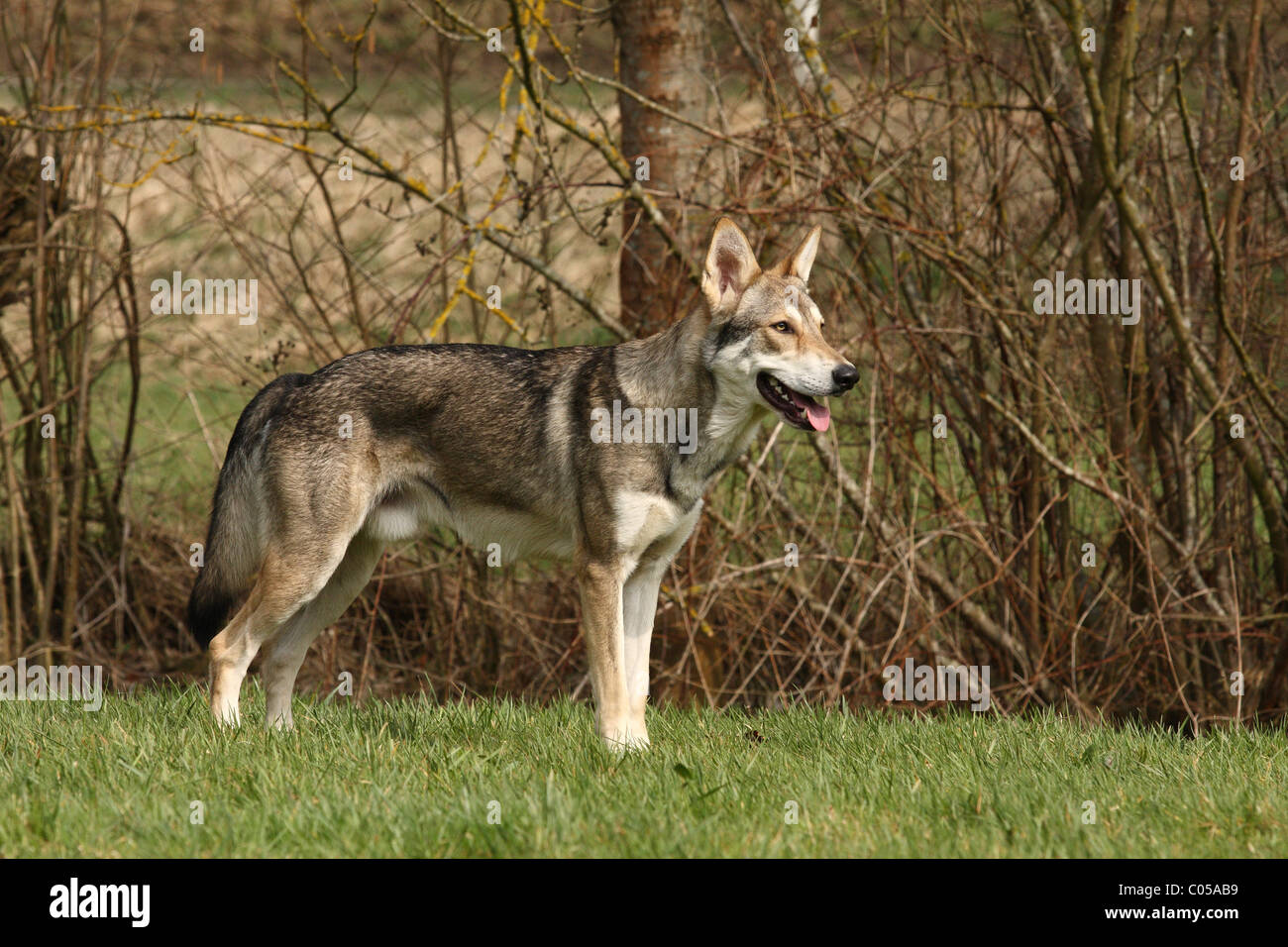 Saarloos Wolfdog Foto Stock