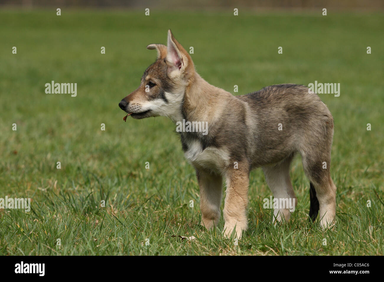 Saarloos Wolfdog cucciolo Foto Stock