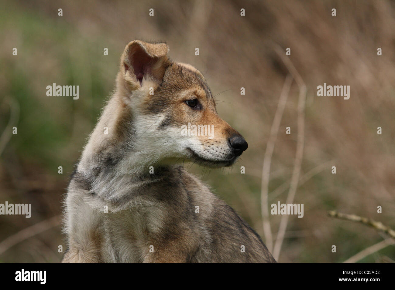 Saarloos Wolfdog cucciolo Foto Stock