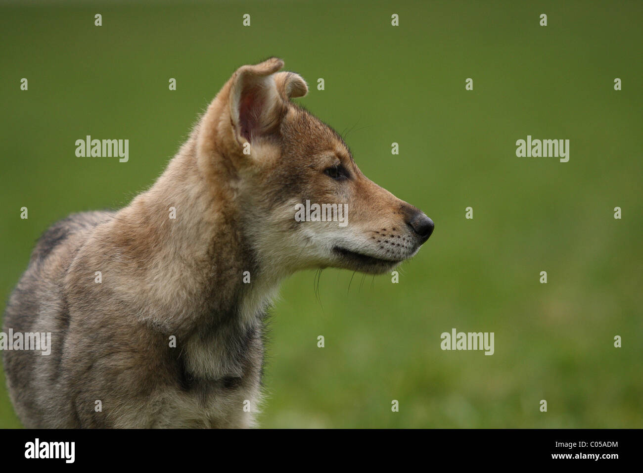 Saarloos Wolfdog cucciolo Foto Stock