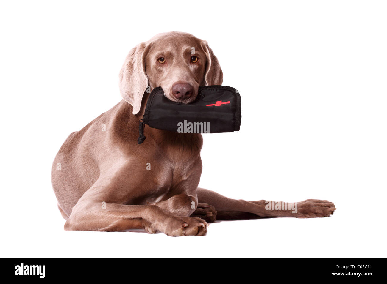 Weimaraner con kit di primo soccorso Foto Stock