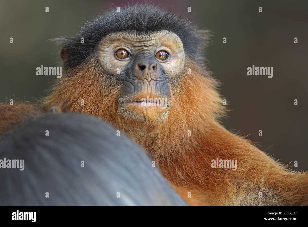 Western Red Colobus (Piliocolobus badius) Foto Stock