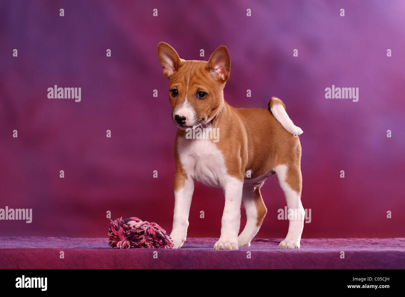 toy basenji