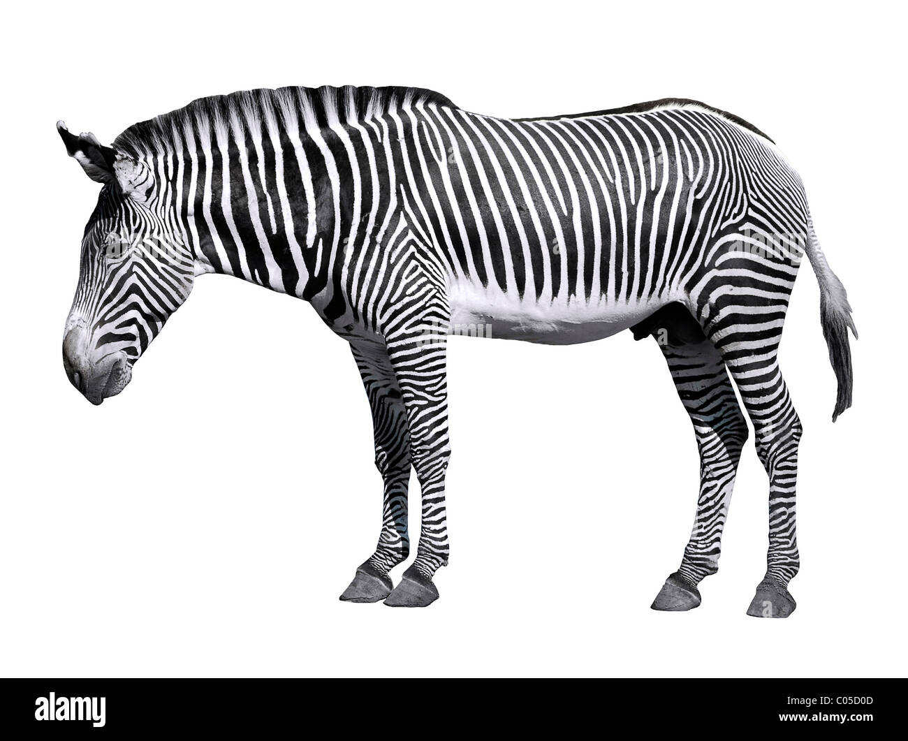 Profilo Grevy zebra (Equus grevyi) isolato su sfondo bianco Foto Stock