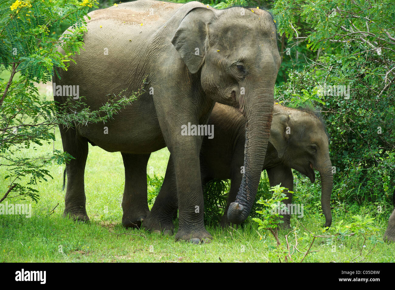 Un elefante asiatico con il suo cucciolo Yala National Park nello Sri Lanka Foto Stock