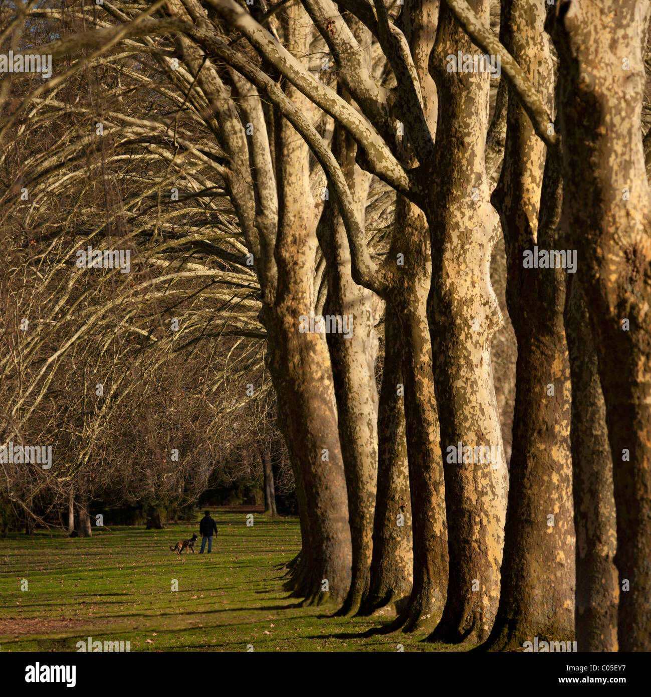 In inverno, una fila di platani nel Parco Bourins, a Vichy (Francia). Platanus acerifolia x. Foto Stock