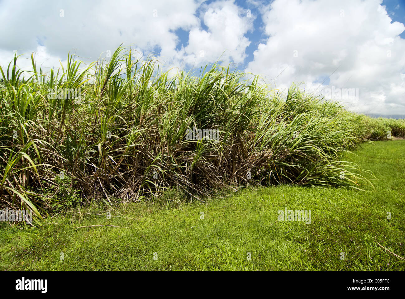 La piantagione di canna da zucchero nel Queensland, Australia Foto Stock