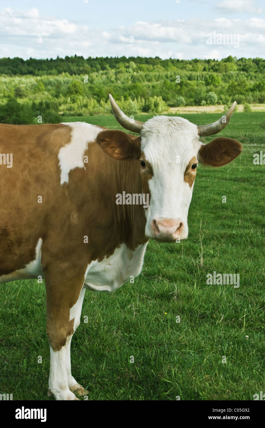 Una mucca è su un verde prato Foto Stock