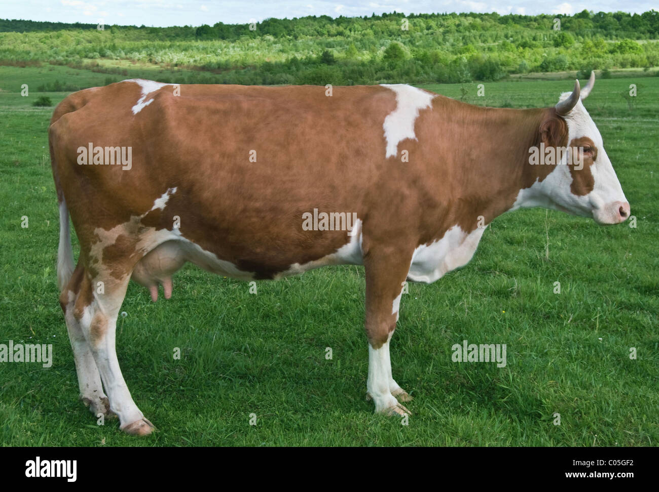 Una mucca è su un verde prato Foto Stock