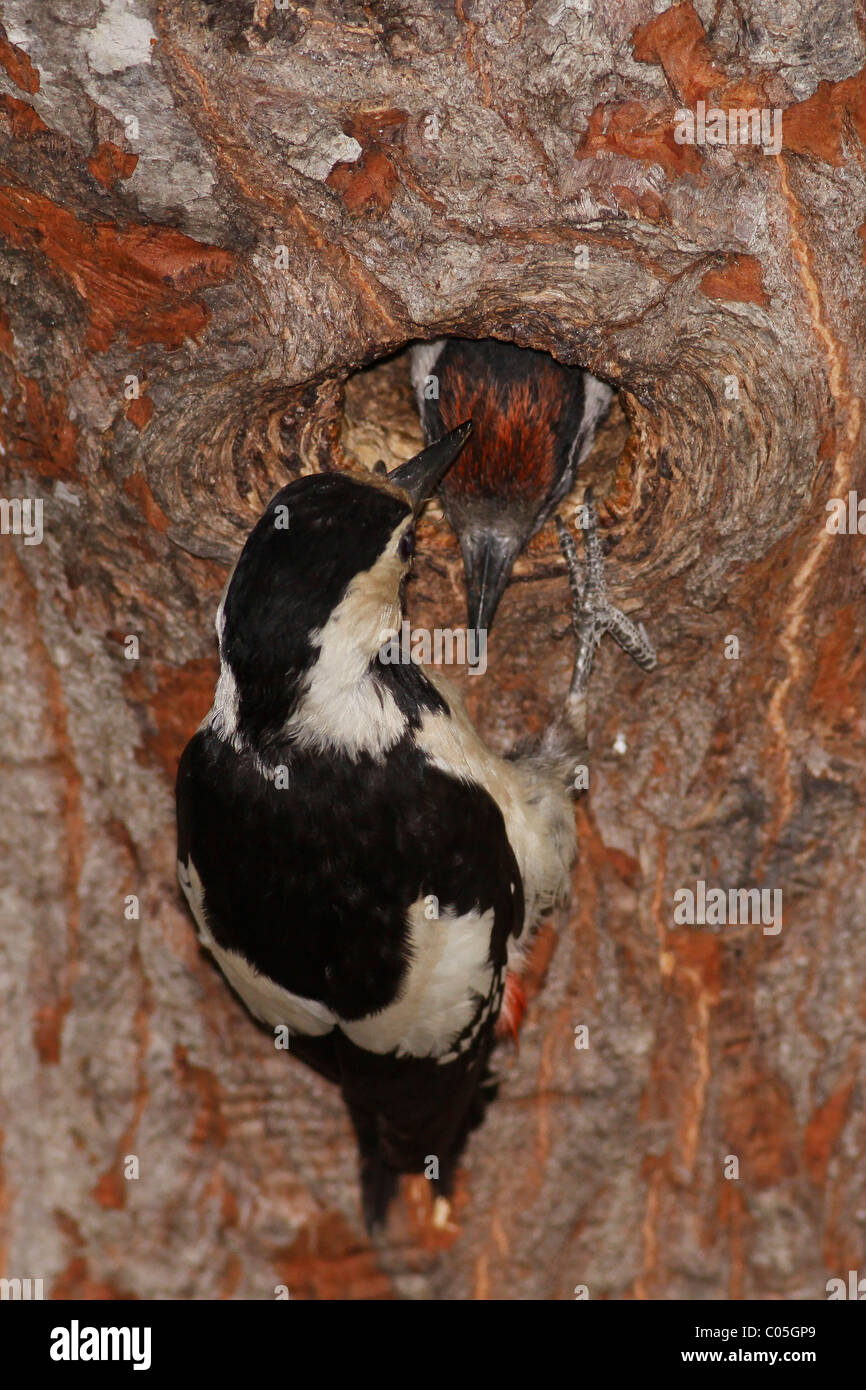 Siro Picchio Rosso (Dendrocopos syriacus) presso il suo nido alimentazione di un giovane uccello, Foto Stock