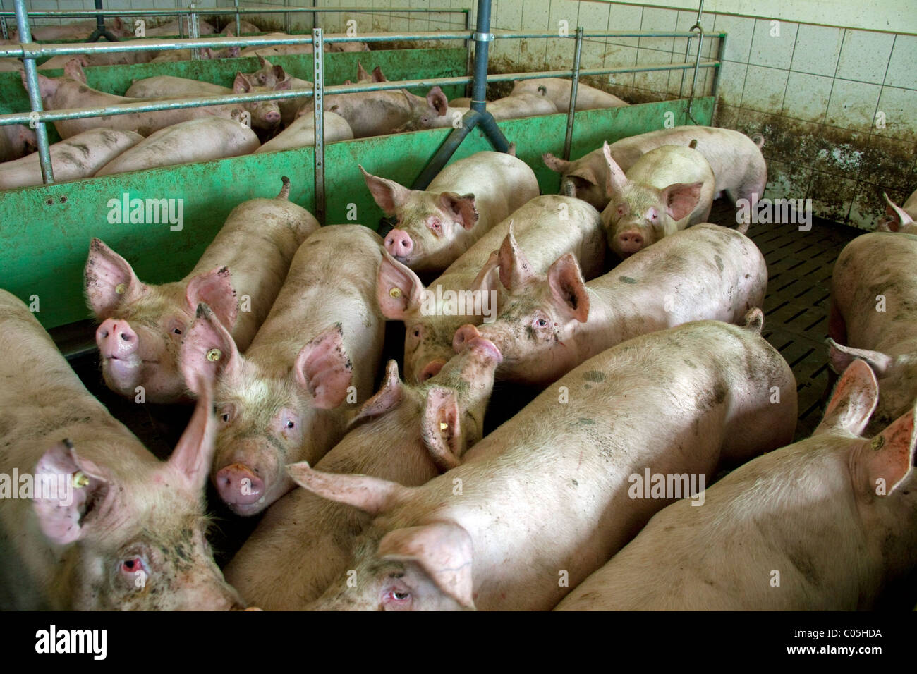 Suini domestici (Sus scrofa domestica) in penna a piggery intensivo / pigfarm, Germania Foto Stock