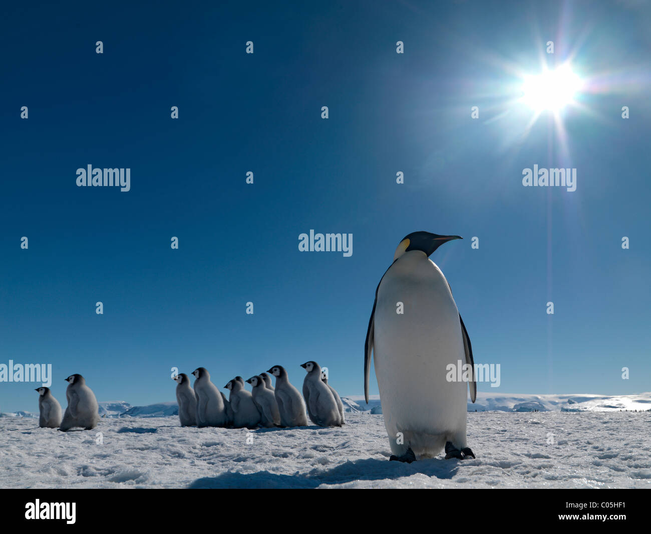 Pinguini imperatore "kindergarten', Ottobre, Snow Hill Island, mare di Weddell, Antartide Foto Stock
