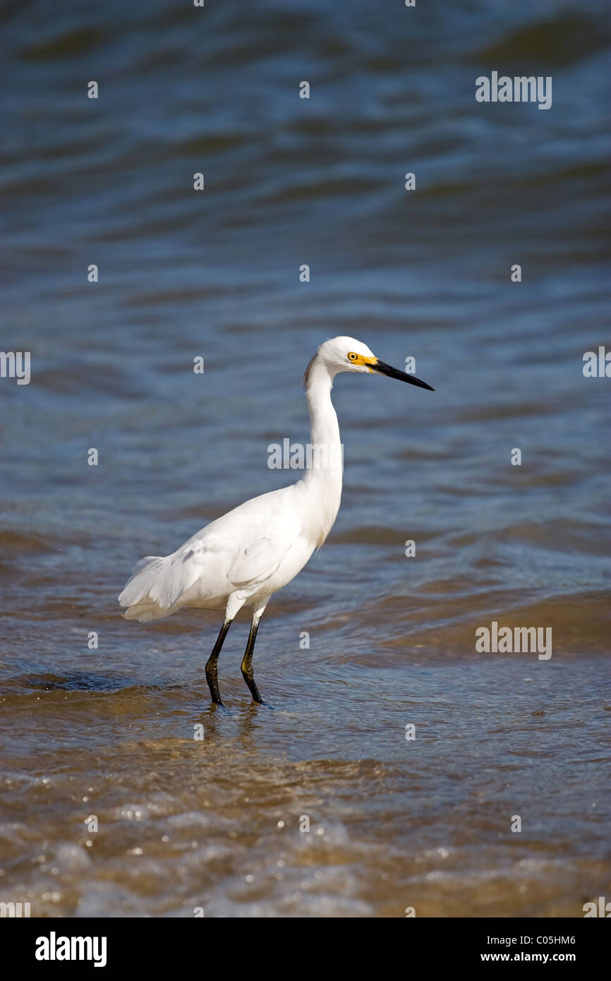 Un bianco airone nevoso bird in piedi in riva al mare. Foto Stock