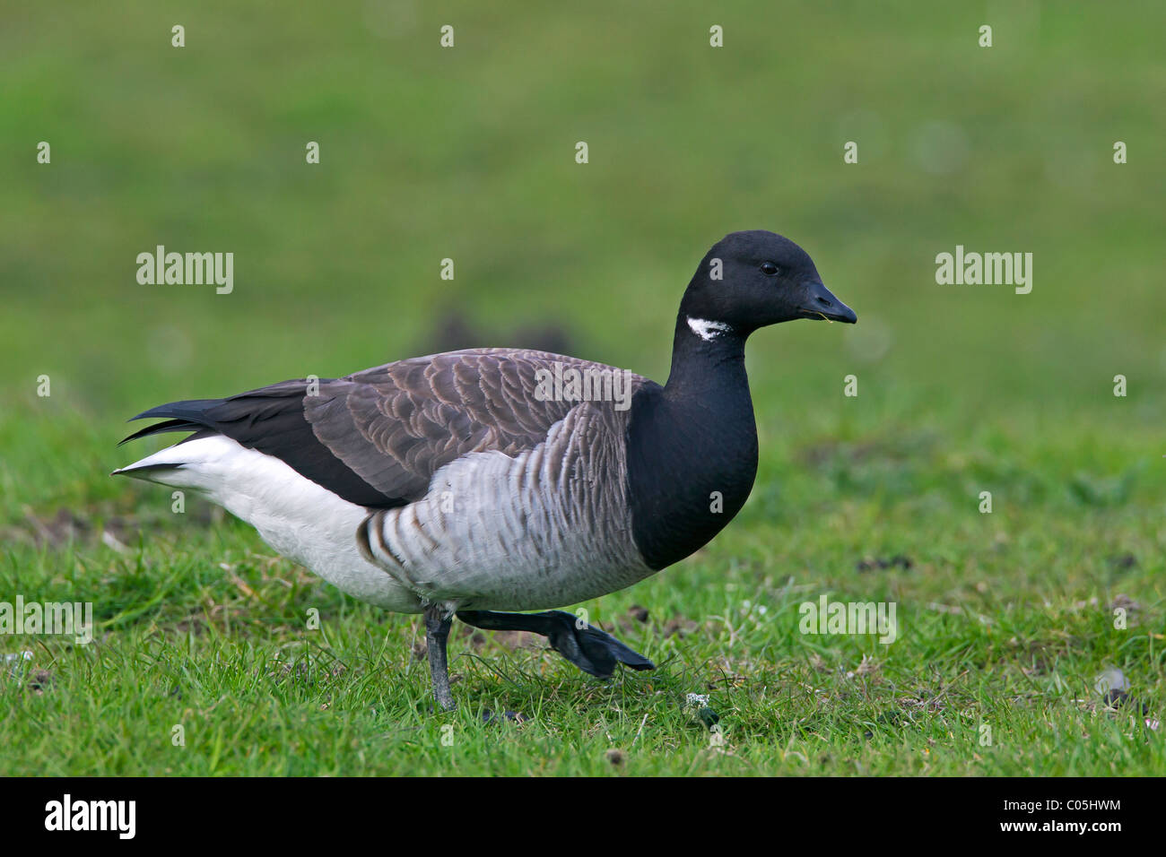 Un pallido panciuto Brent Goose (Branta bernicla hrota) rovistando nella prateria, il Wadden Sea National Park, Germania Foto Stock