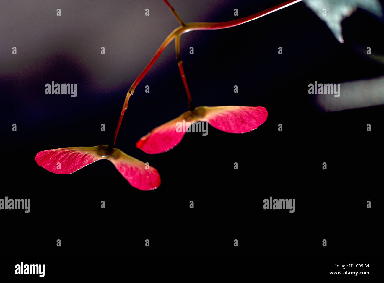 Acero Rosso (semi di Acer), autunno / Autunno Foto Stock