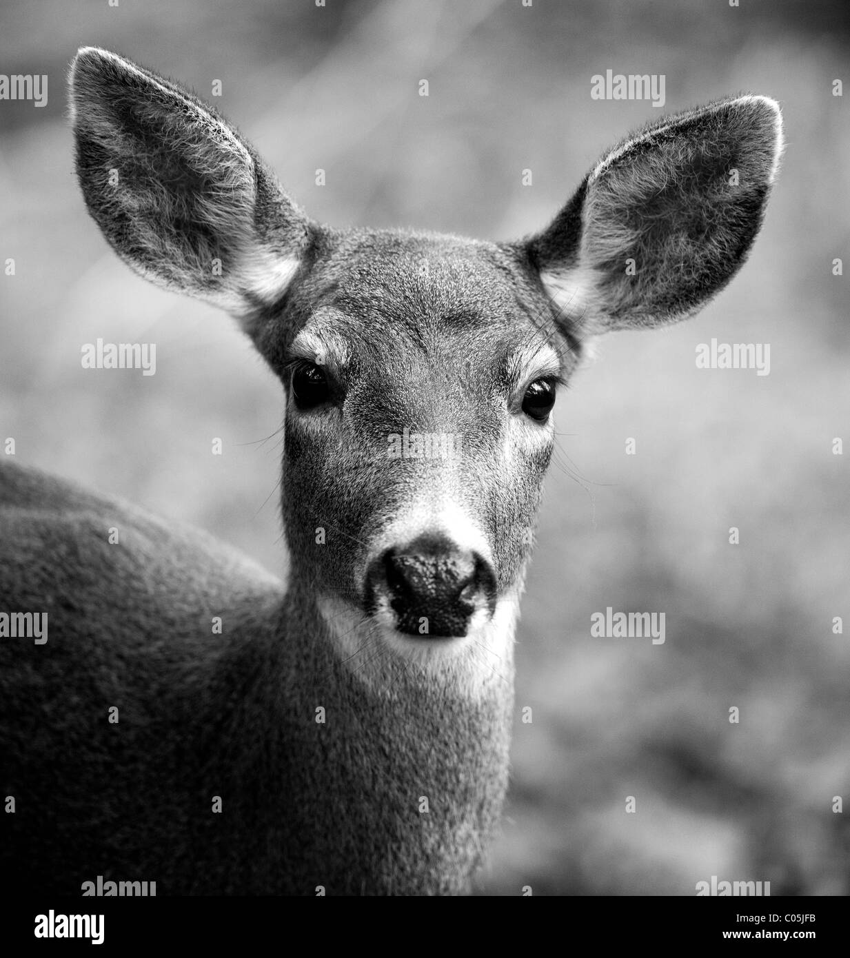 'Nord Ameriacan Blacktail deer del Nord Ovest del Pacifico". Foto Stock