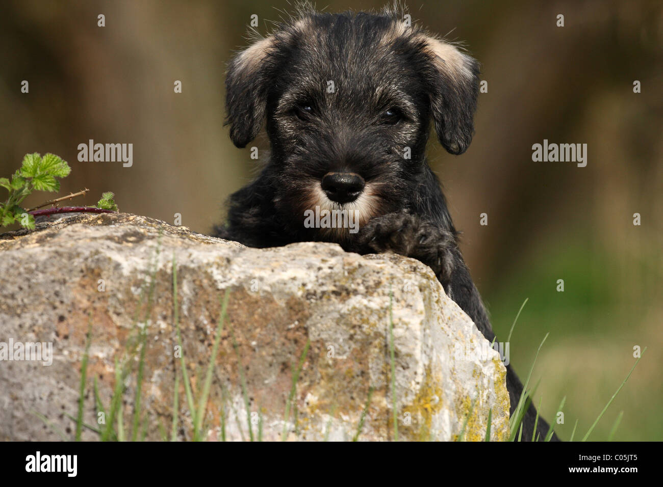 Cucciolo di Schnauzer Foto Stock