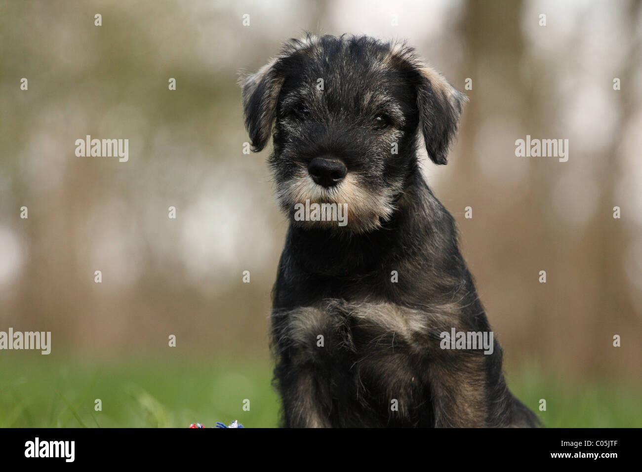 Cucciolo di Schnauzer Foto Stock