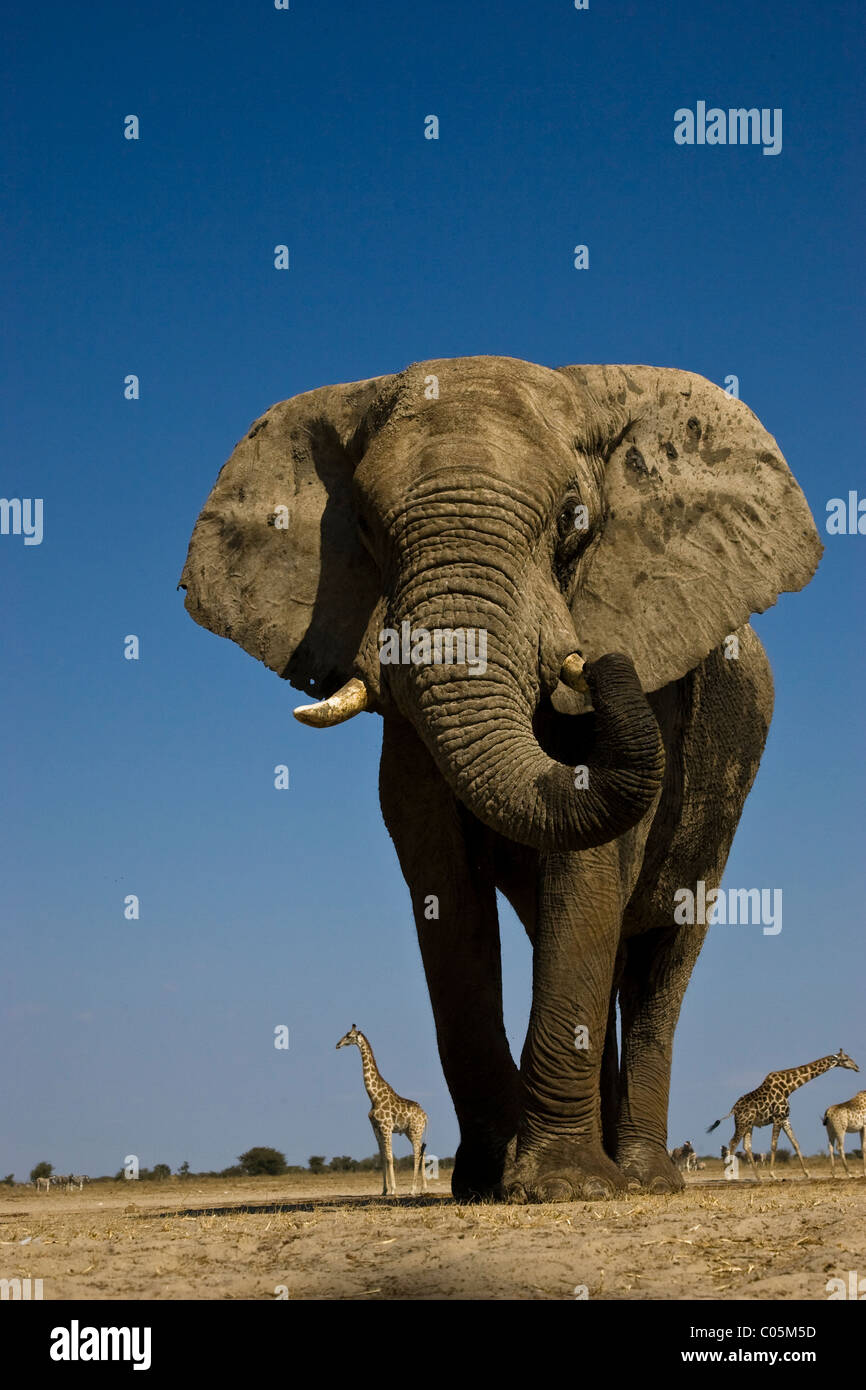 Elefanti e giraffe, il Parco Nazionale di Etosha, Namibia Foto Stock