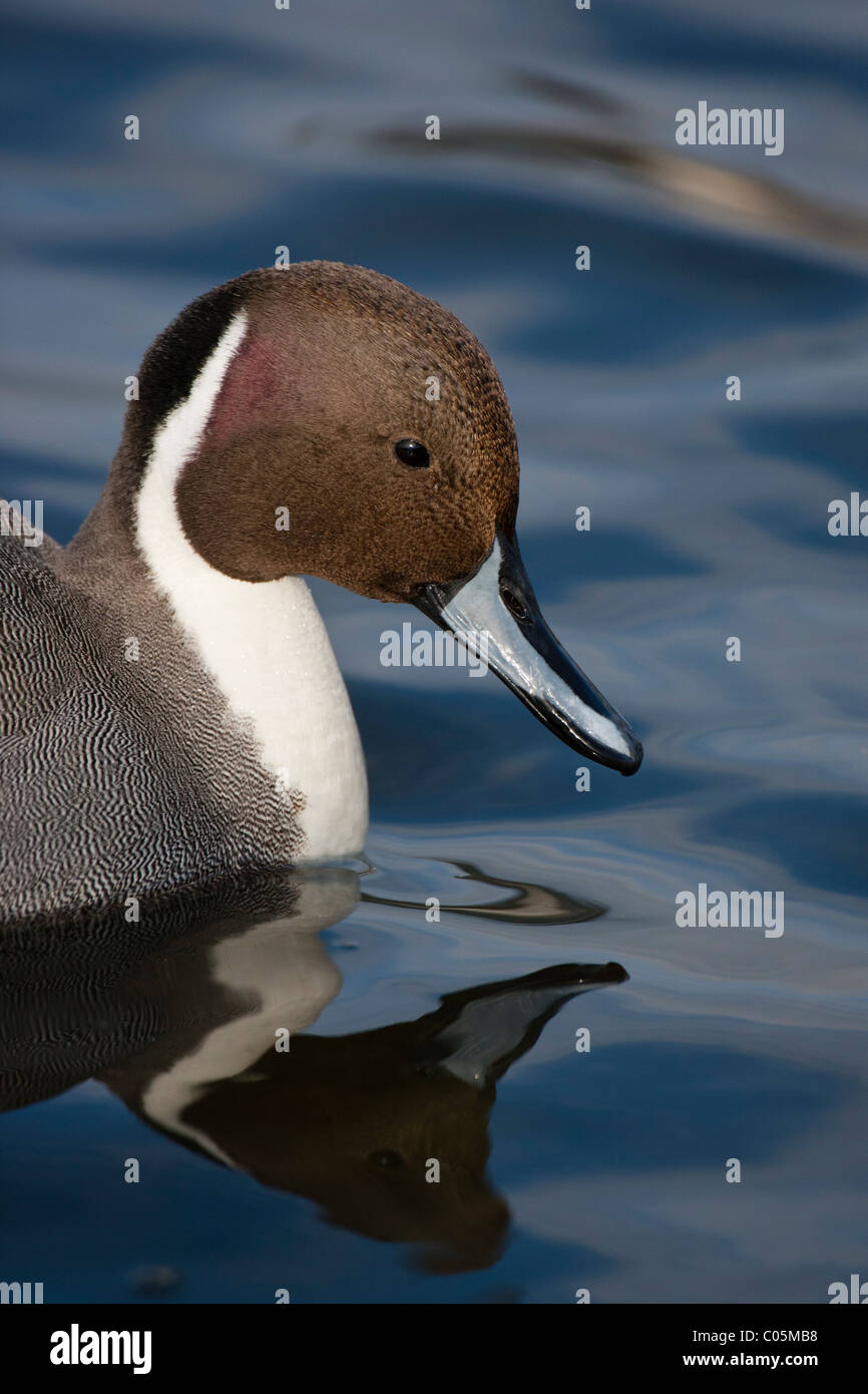 Northern pintail duck drake closeup ritratto-Victoria, British Columbia, Canada. Foto Stock