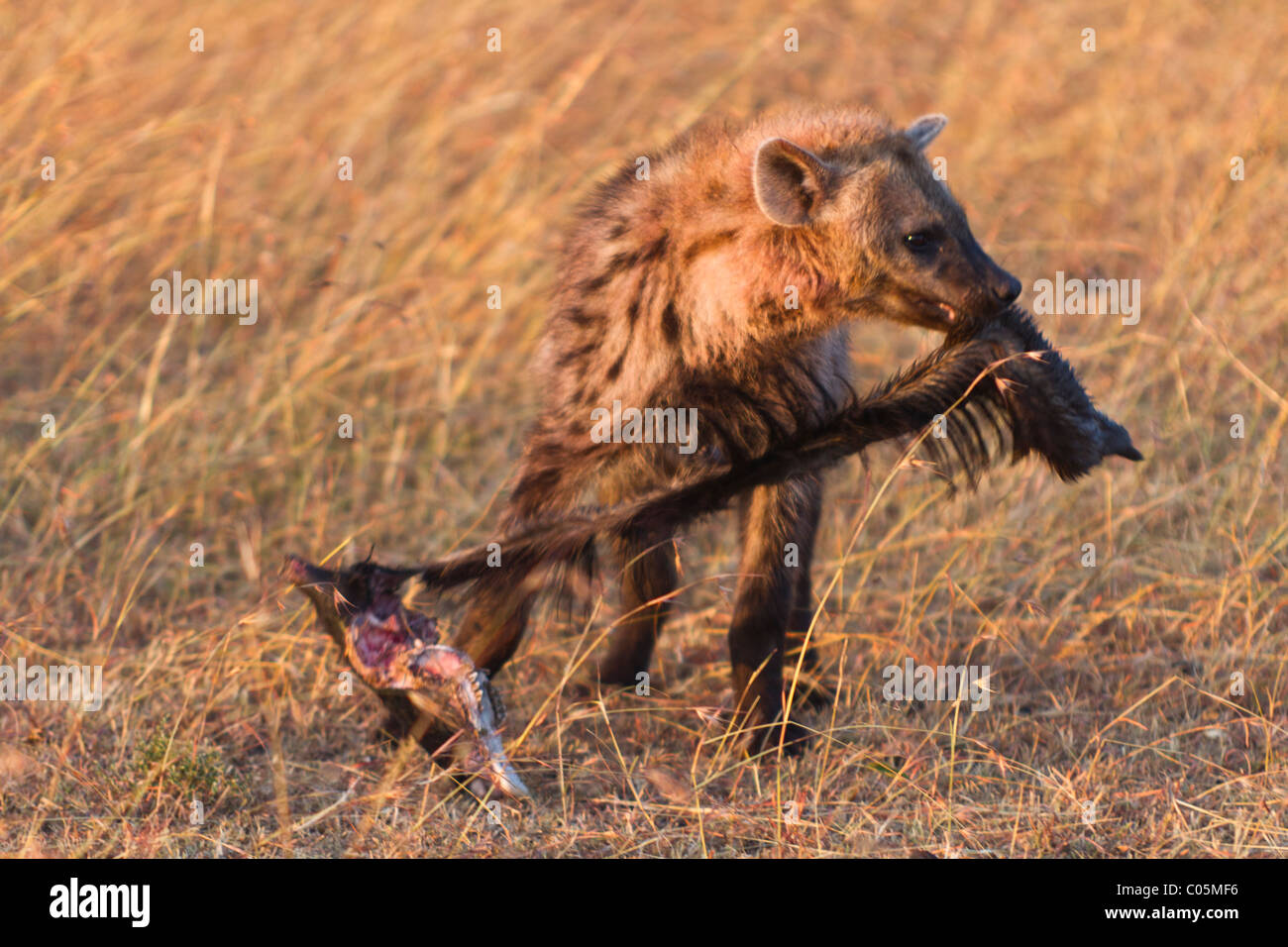 Spotted hyena (Crocuta crocuta), Maasai, il Parco Nazionale del Kenya. La iena è in possesso di un gnu zucchetto con criniera in allegato Foto Stock