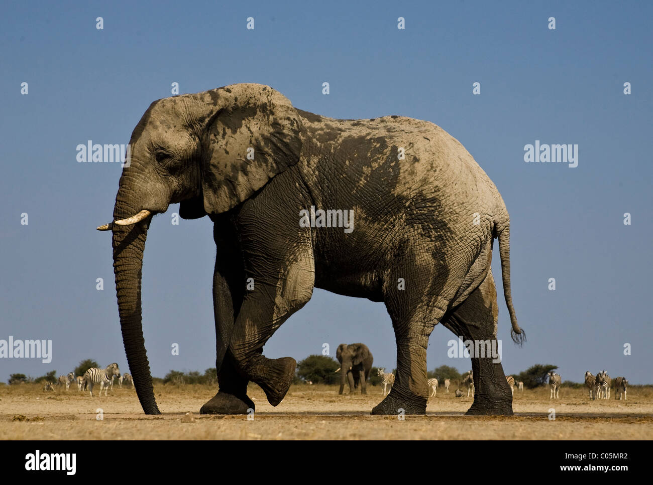 Elefanti a Waterhole, il Parco Nazionale di Etosha, Namibia Foto Stock