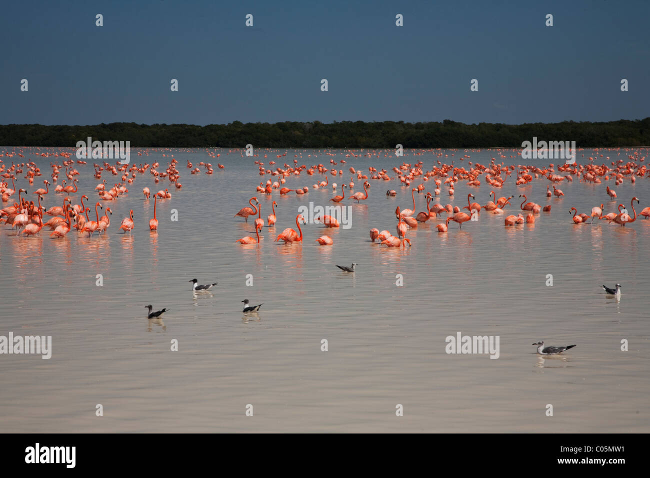 Flamiongos in Celestun Riserva della Biosfera, Yucatan, Messico Foto Stock