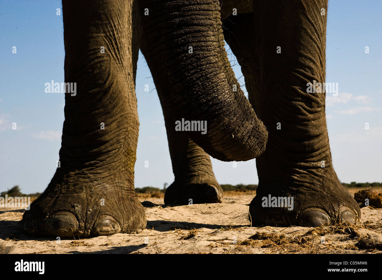 Elephant Trunk del & Piedi, il Parco Nazionale di Etosha, Namibia Foto Stock