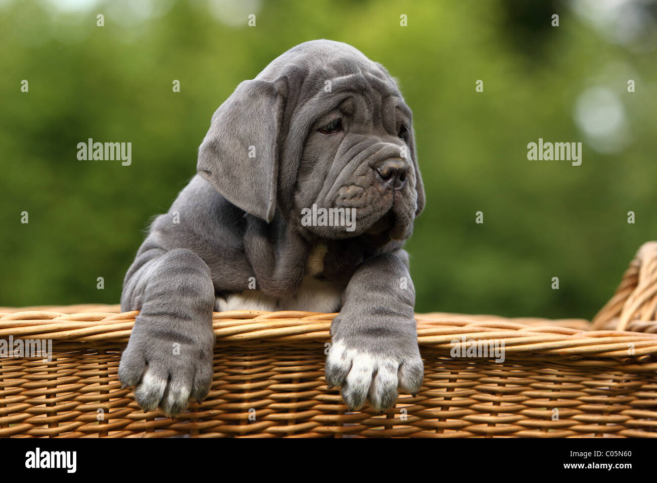 Mastino Napoletano cucciolo Foto stock - Alamy