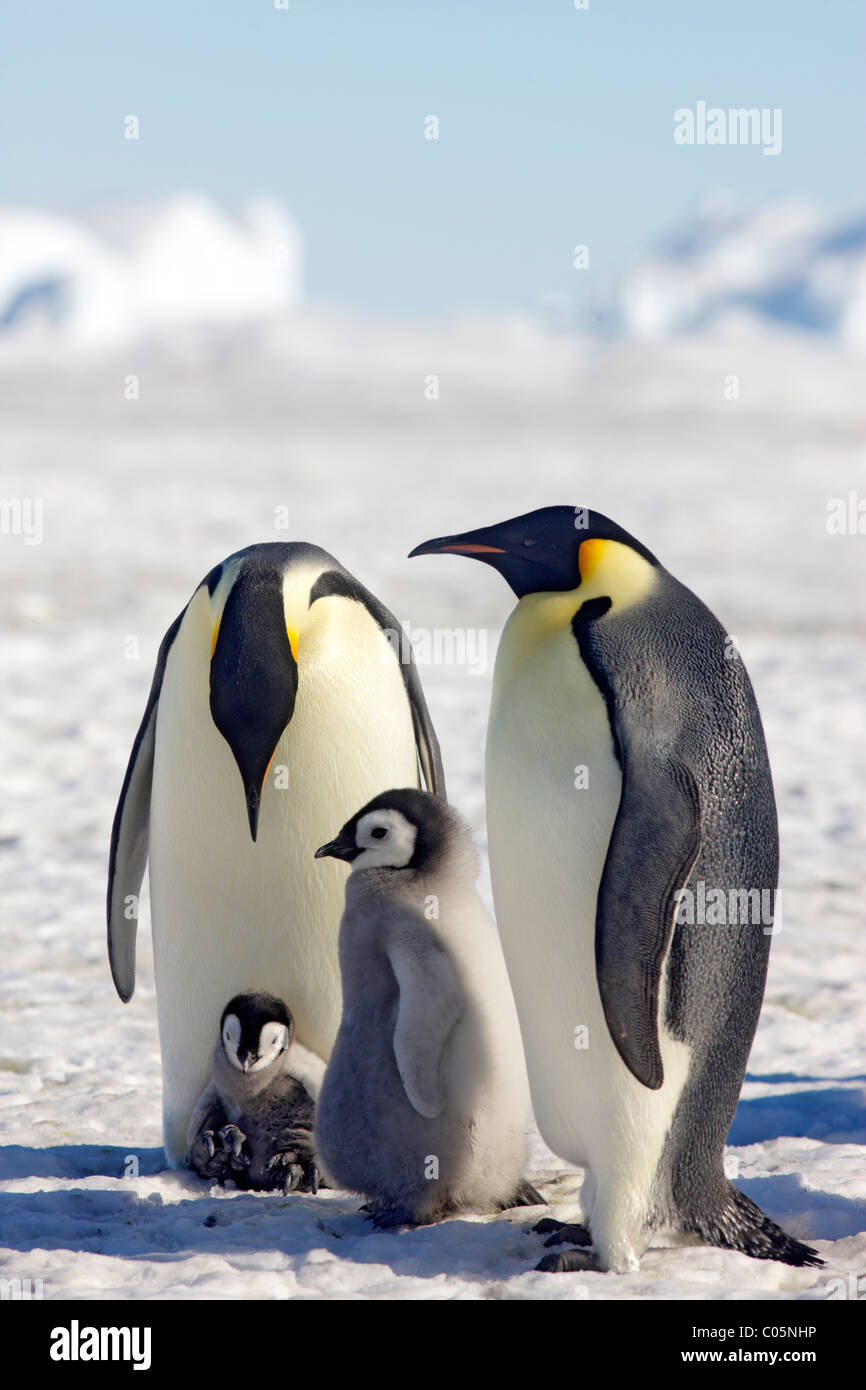 Pinguini imperatore e pulcini, Ottobre, Snow Hill Island, Mare di Weddell, Antartide. Foto Stock