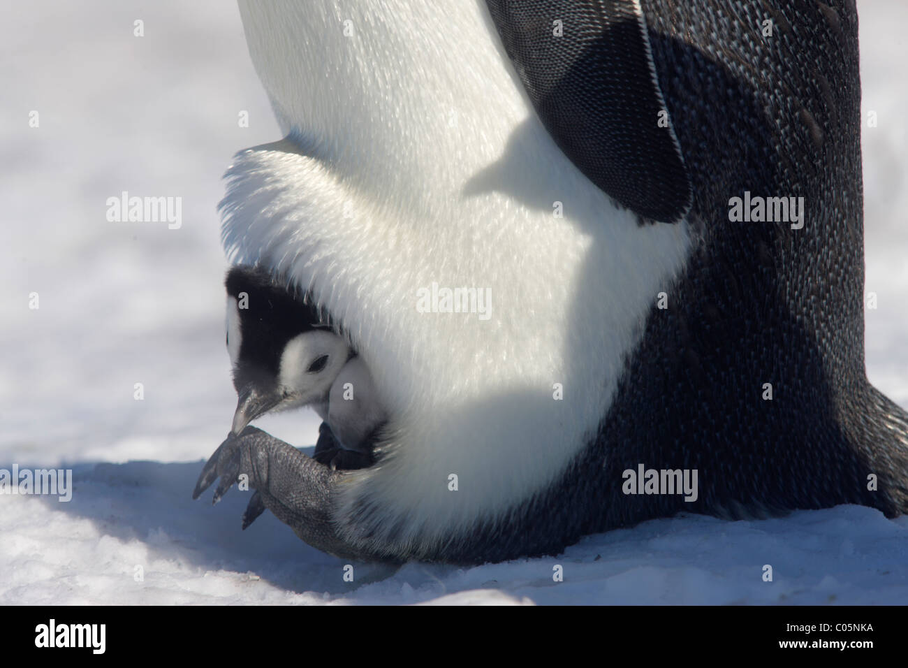 Pinguino imperatore e pulcino, Ottobre, Snow Hill Island, Mare di Weddell, Antartide. Foto Stock
