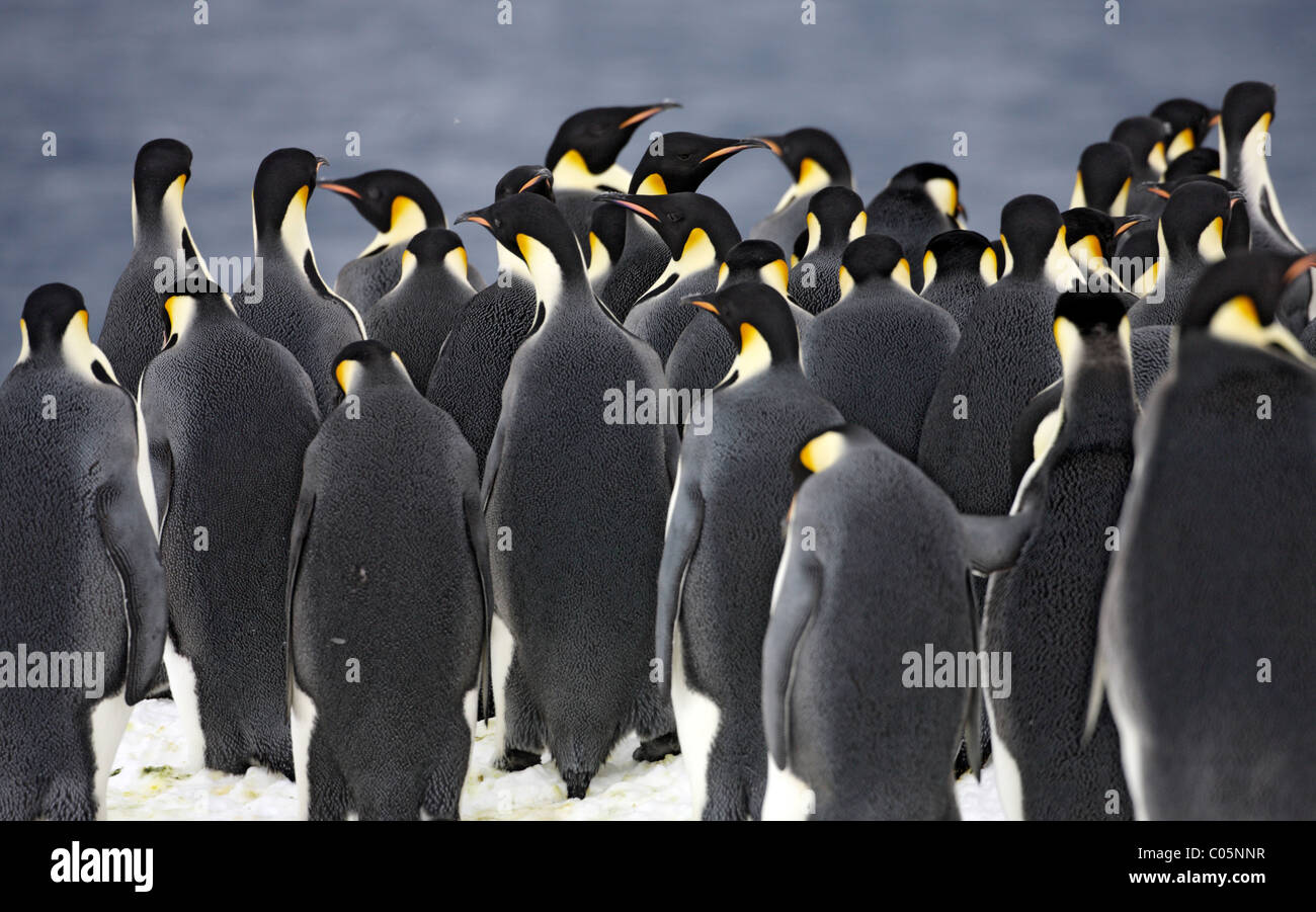 Pinguini imperatore raduno al bordo di ghiaccio prima di lanciarti nel mare, Ottobre, Snow Hill Island, Mare di Weddell, Antartide. Foto Stock